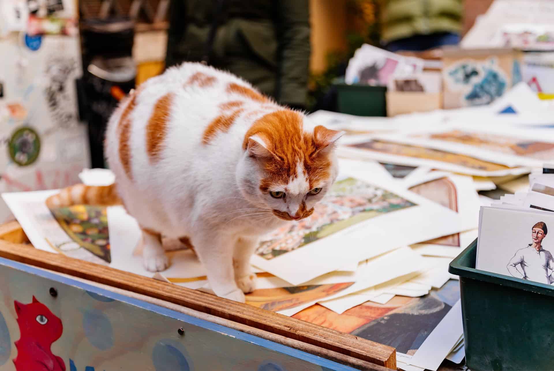 librairie acqua alta chat librairie acqua alta chat