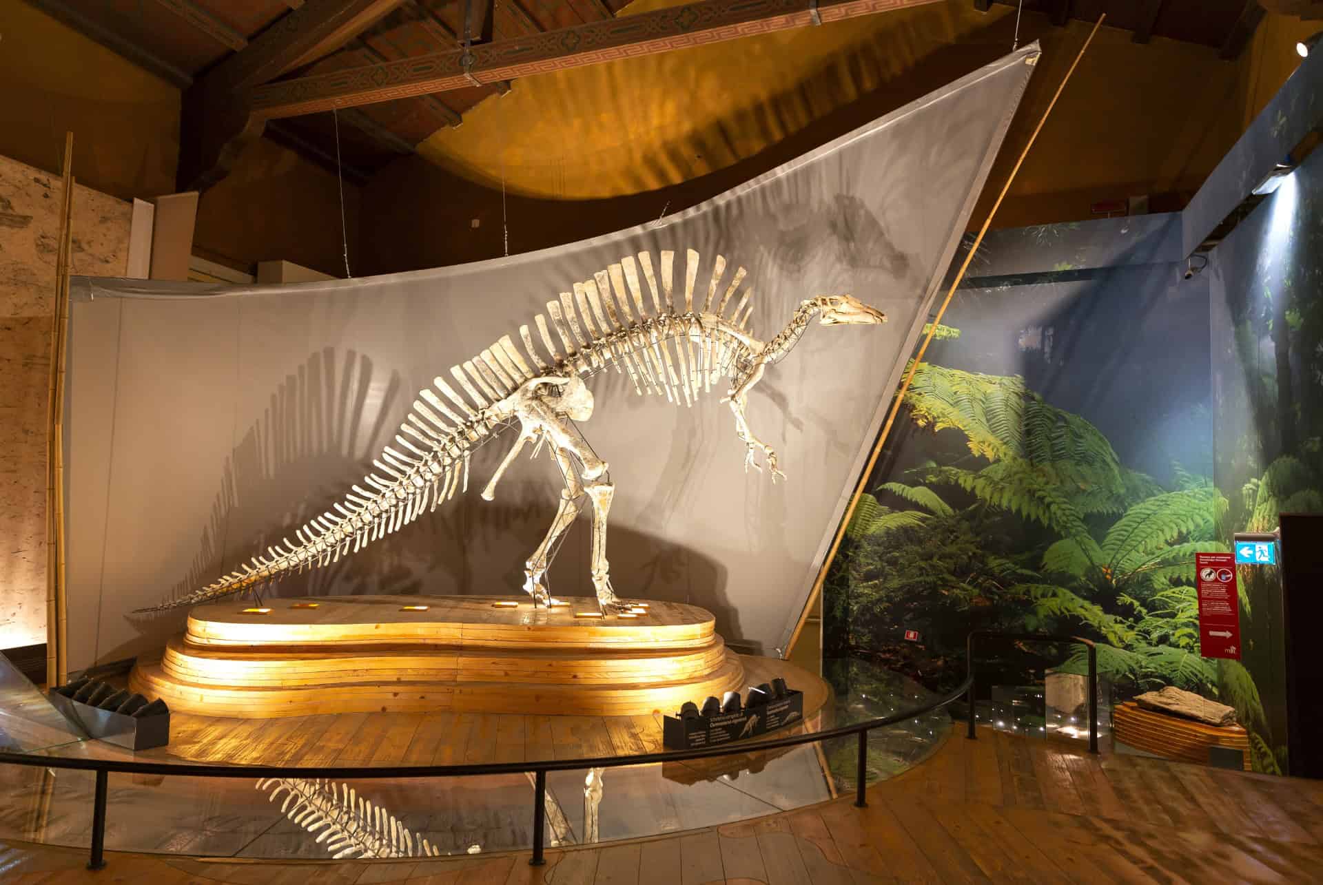 Le musée d’Histoire naturelle de Venise